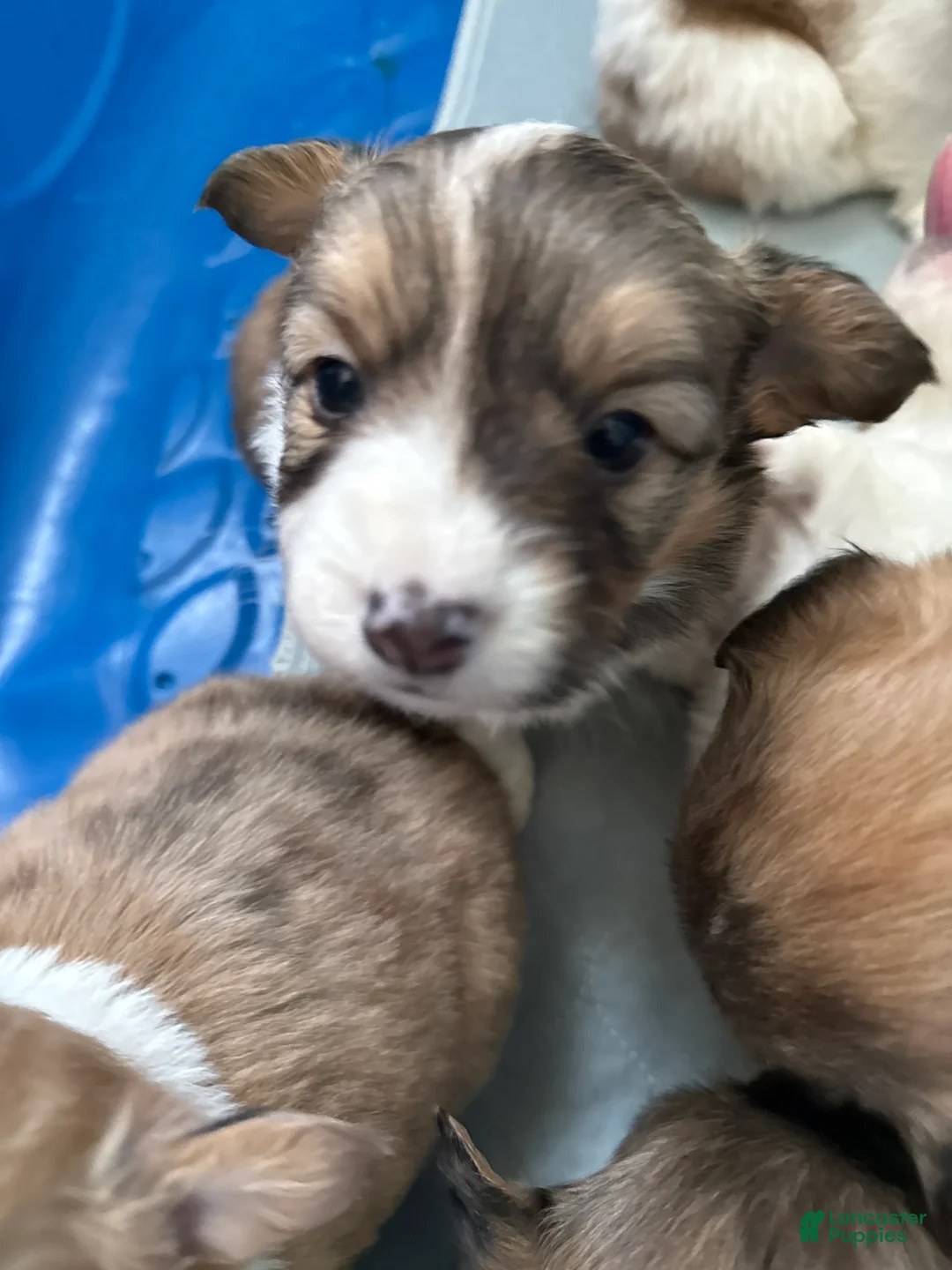 Welsh Corgi Pembroke dogs for sale: Welsh Corgi Pembroke Puppy 2 - Ad 1