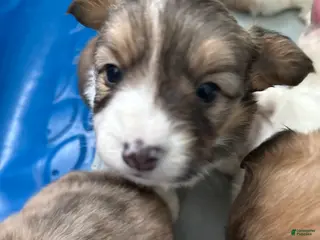 Welsh Corgi Pembroke dogs Welsh Corgi Pembroke Puppy 2 - Ad 4