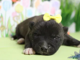 Akita dogs Ambrosia - Ad 6