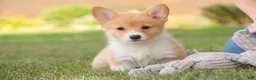Welsh Corgi Pembroke dogs for sale: Josie Welsh Corgi Pembroke  - Ad 4