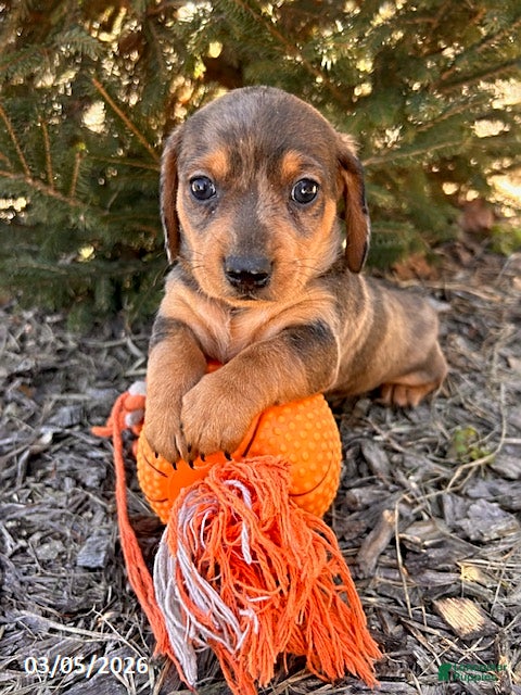 Dachshund dogs Dakota - Ad 2