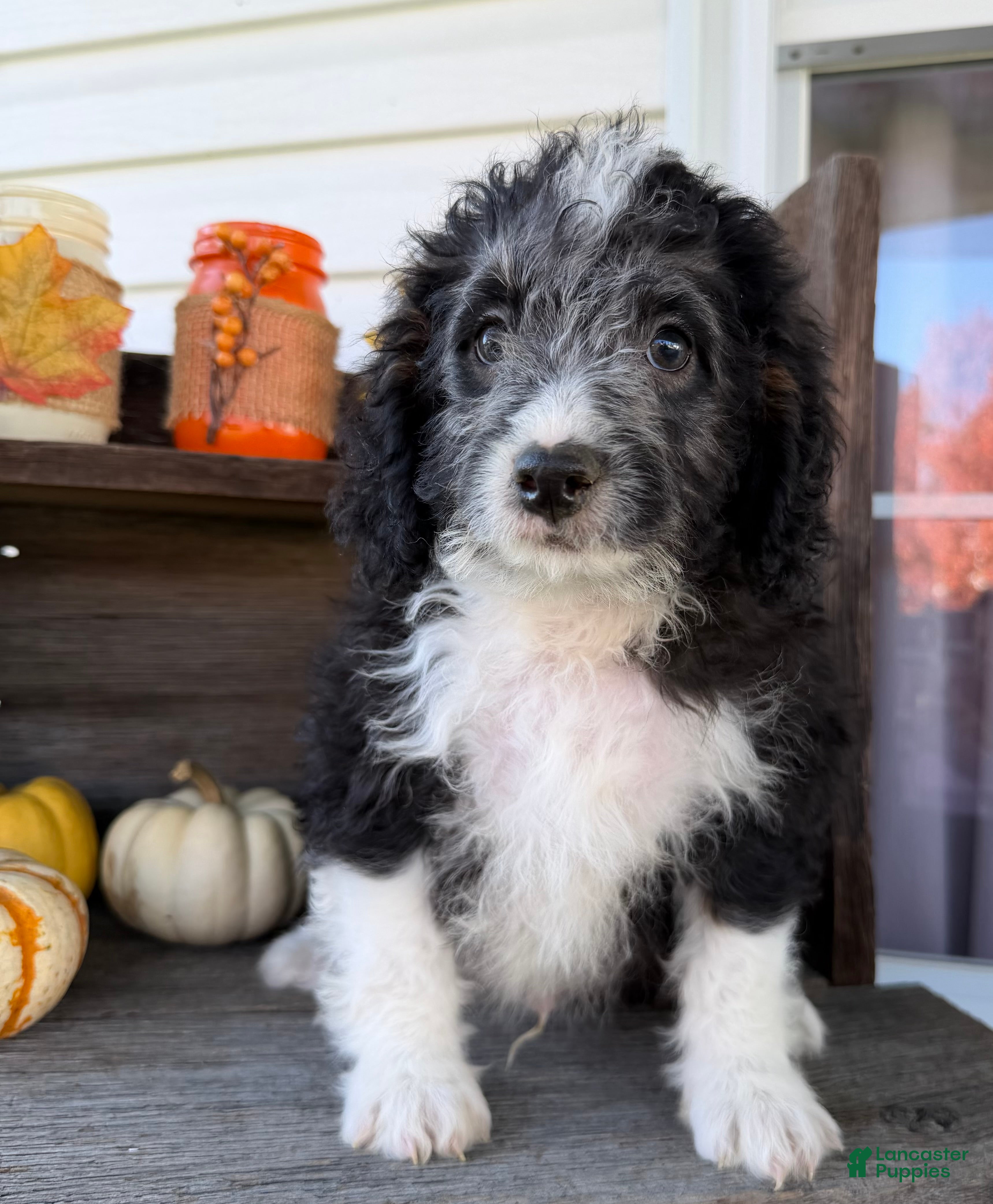 Mini Bernedoodle dogs for sale: Dakota - Ad 2