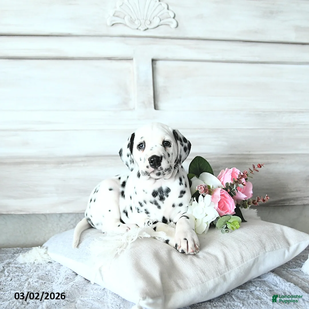 Dalmatian dogs for sale: Annie - Ad 1