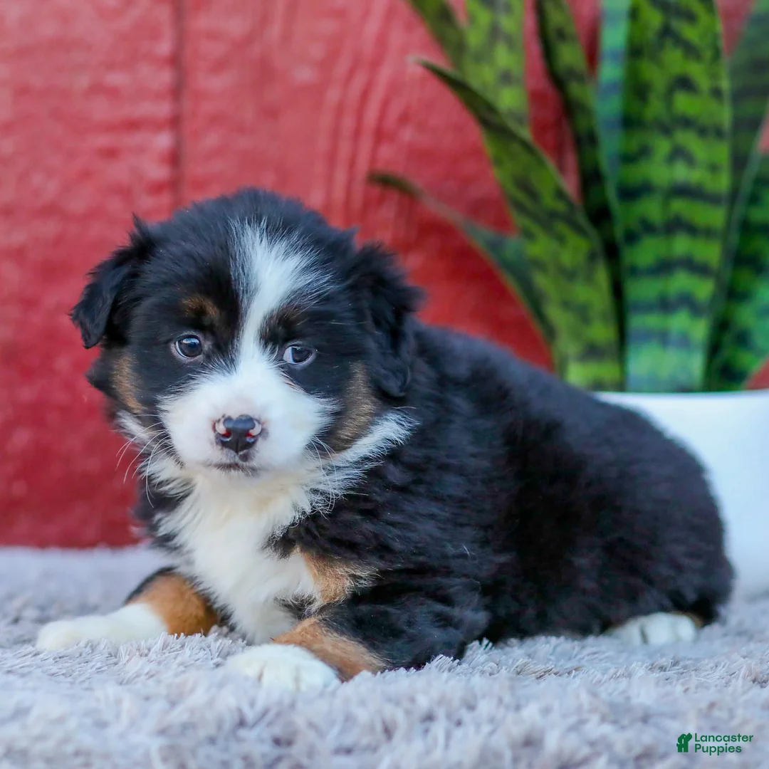 Miniature Australian Shepherd dogs for sale: Maggie - Ad 5