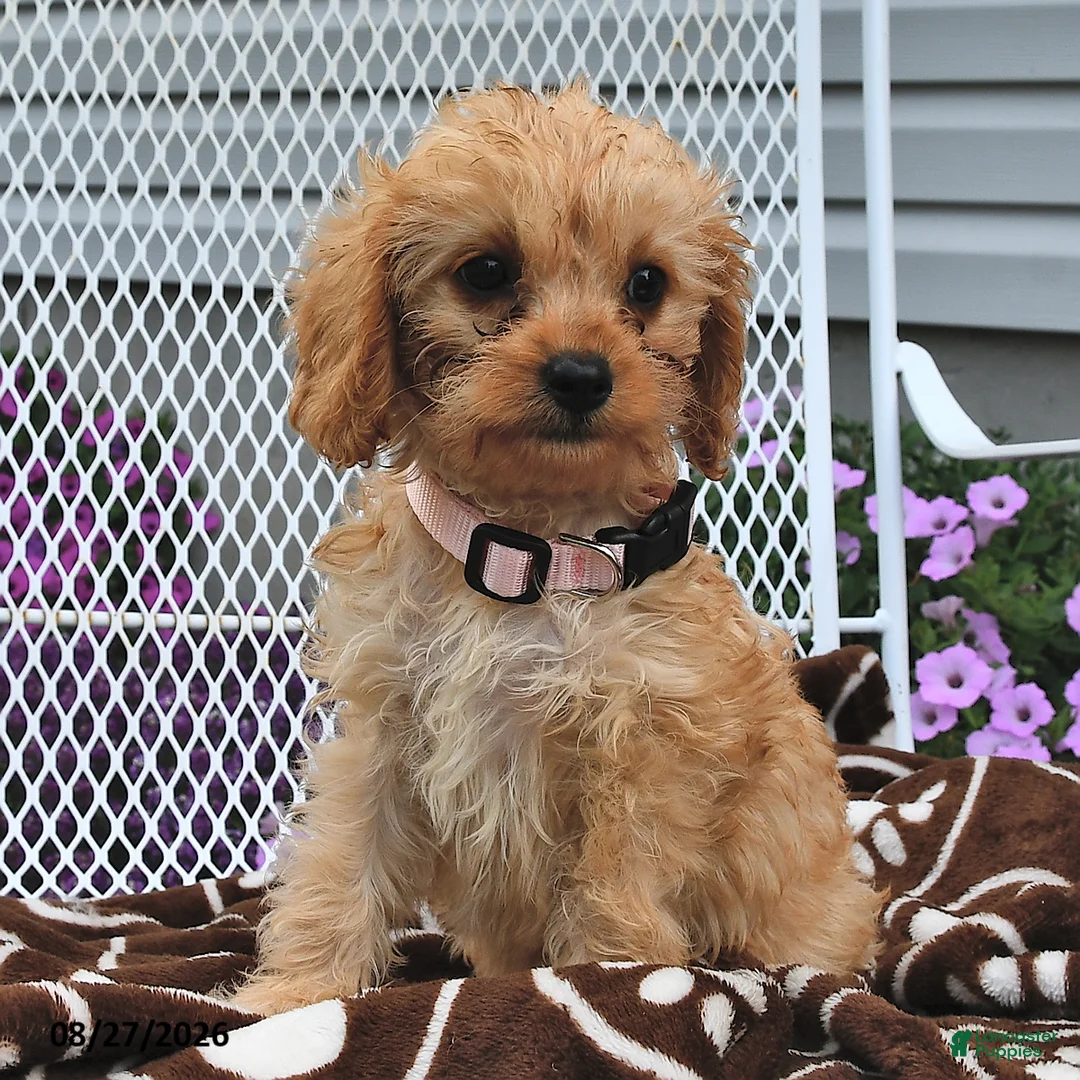 Cavapoo dogs for sale: Cassie   - Ad 1