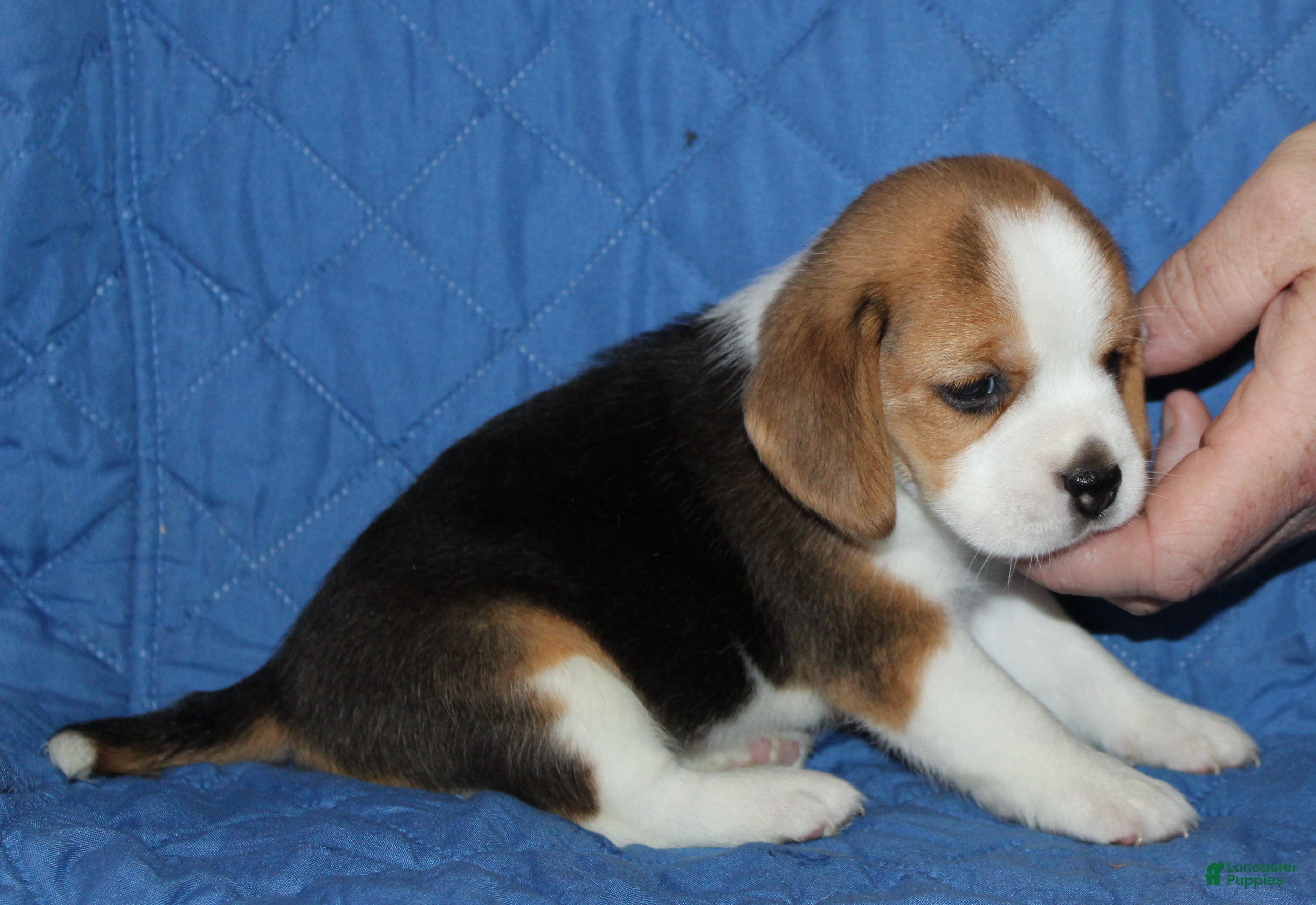 Beagle dogs Emma - Ad 3