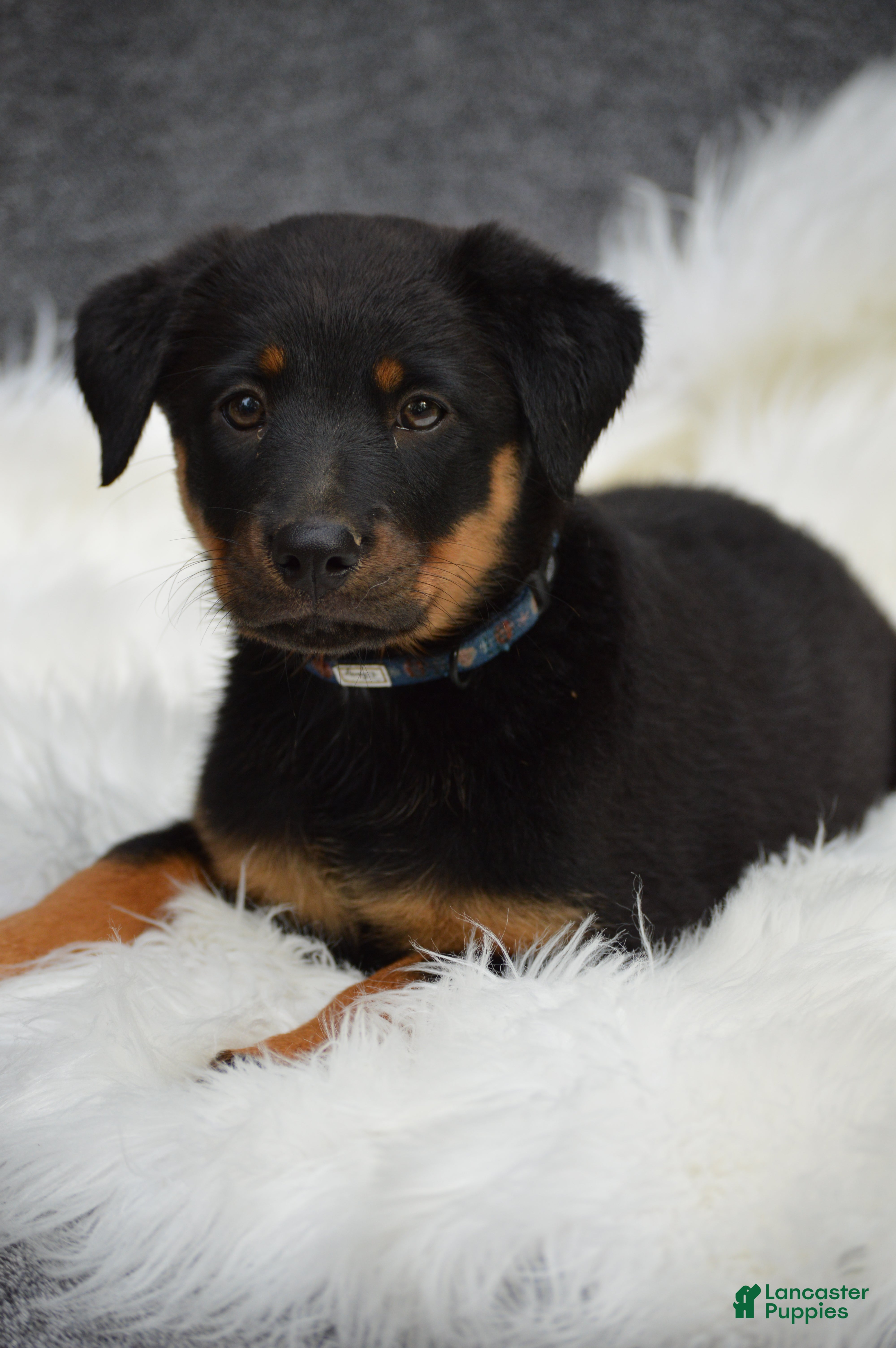 Mixed Breed dogs Muffin - Ad 2