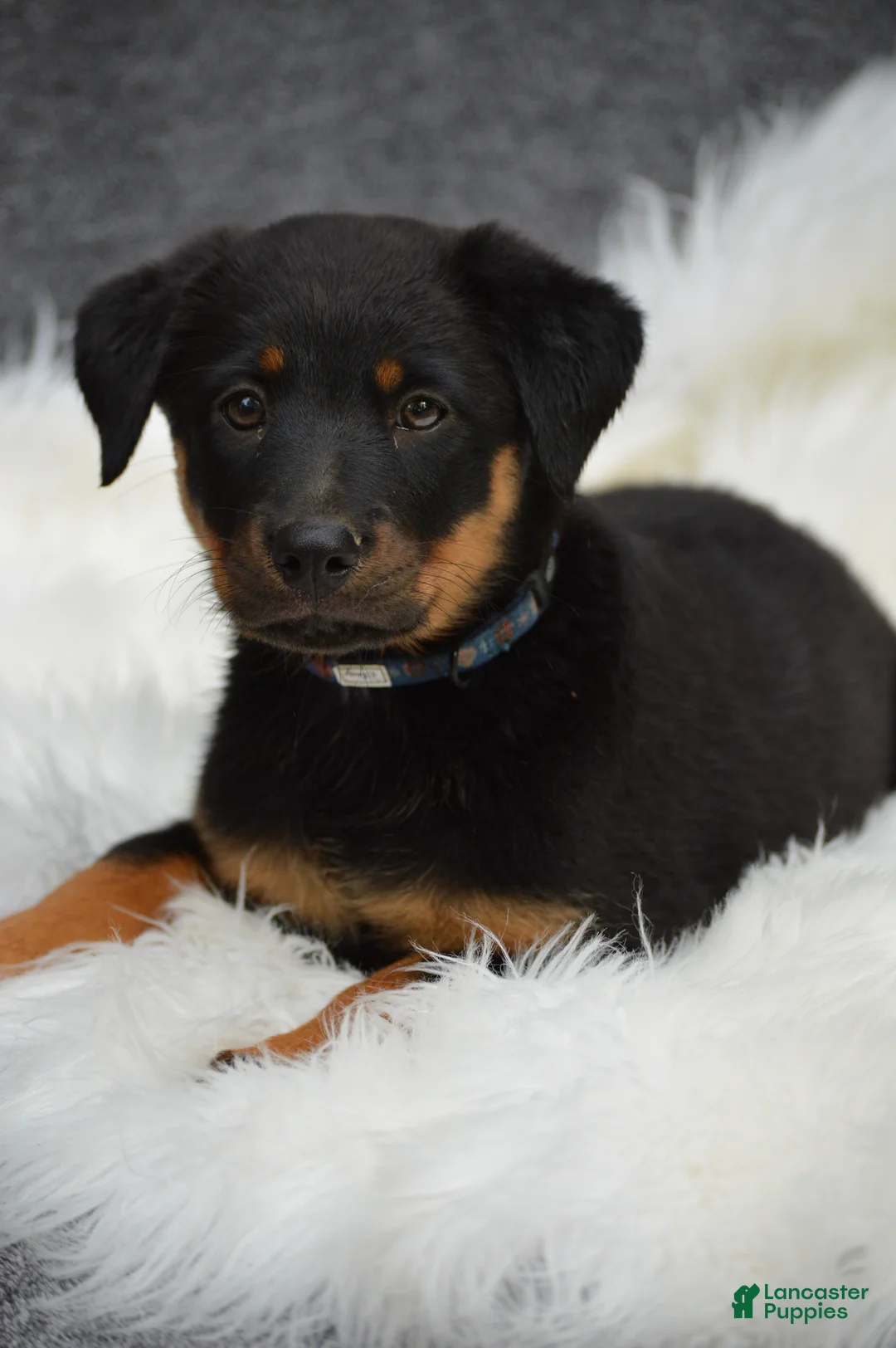 Mixed Breed dogs for sale: Muffin - Ad 2