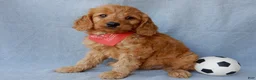 Goldendoodle dogs for sale: Logan-MEDIUM - Ad 3