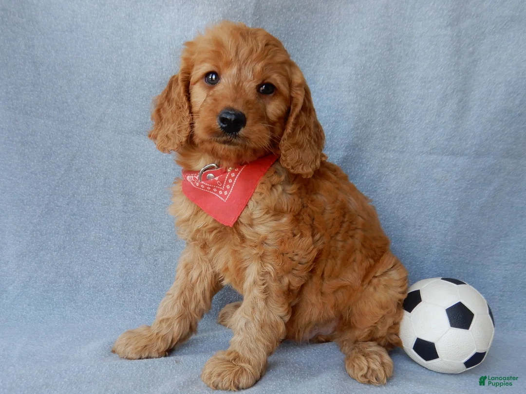 Goldendoodle dogs for sale: Logan-MEDIUM - Ad 3