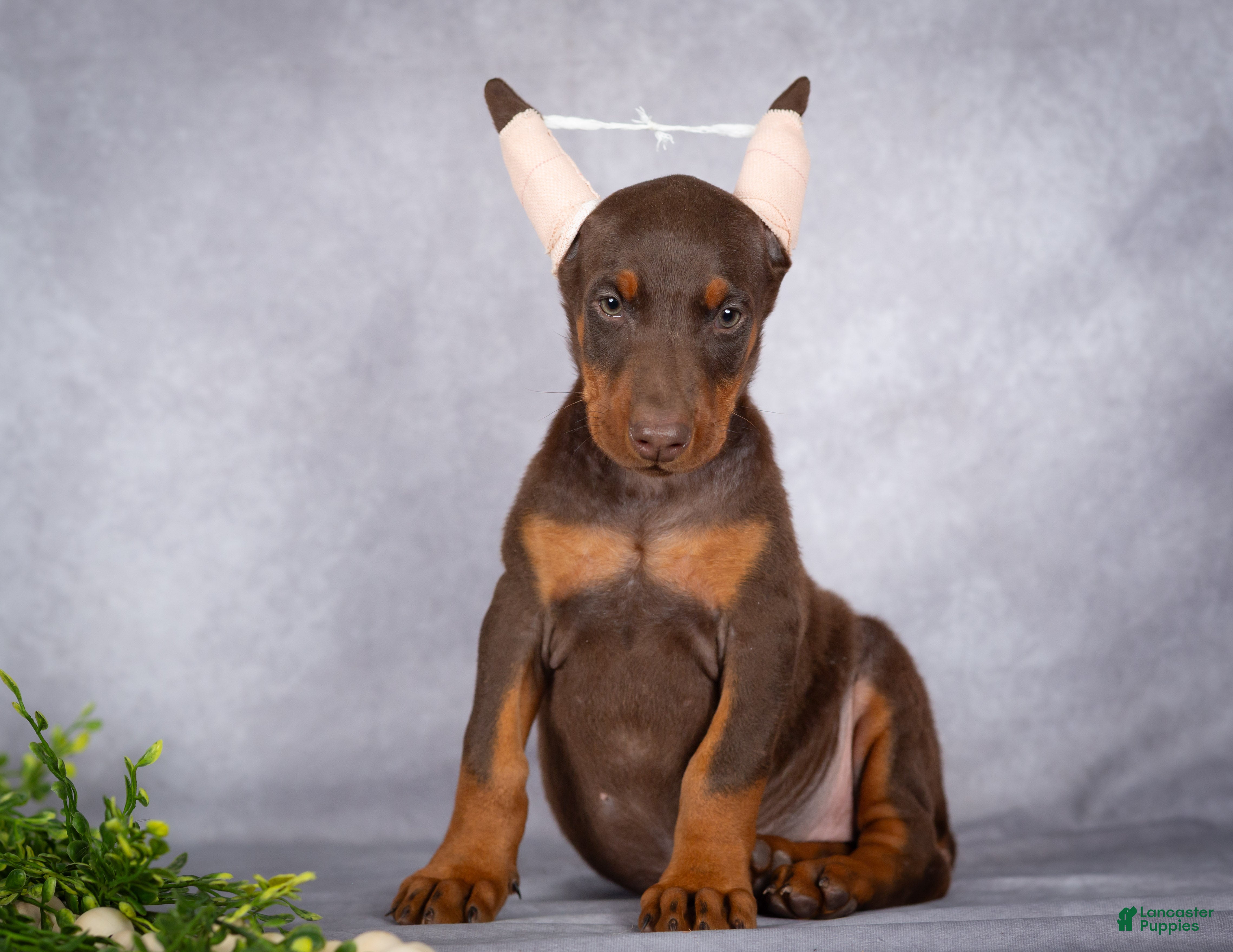 Kali (Dobermann, Female) in Millersburg, PA