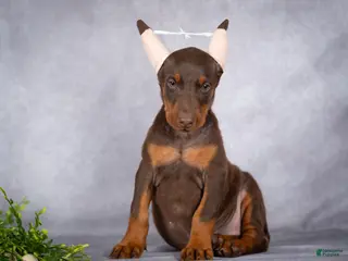 Doberman Pinscher dogs Kali - Ad 1