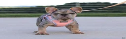 French Bulldog dogs for sale: Minty - Ad 6