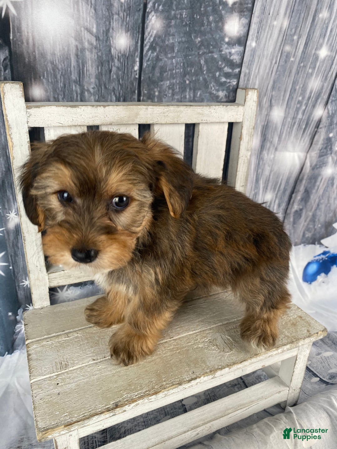 Yorkiepoo dogs for sale: Peanut - Ad 2