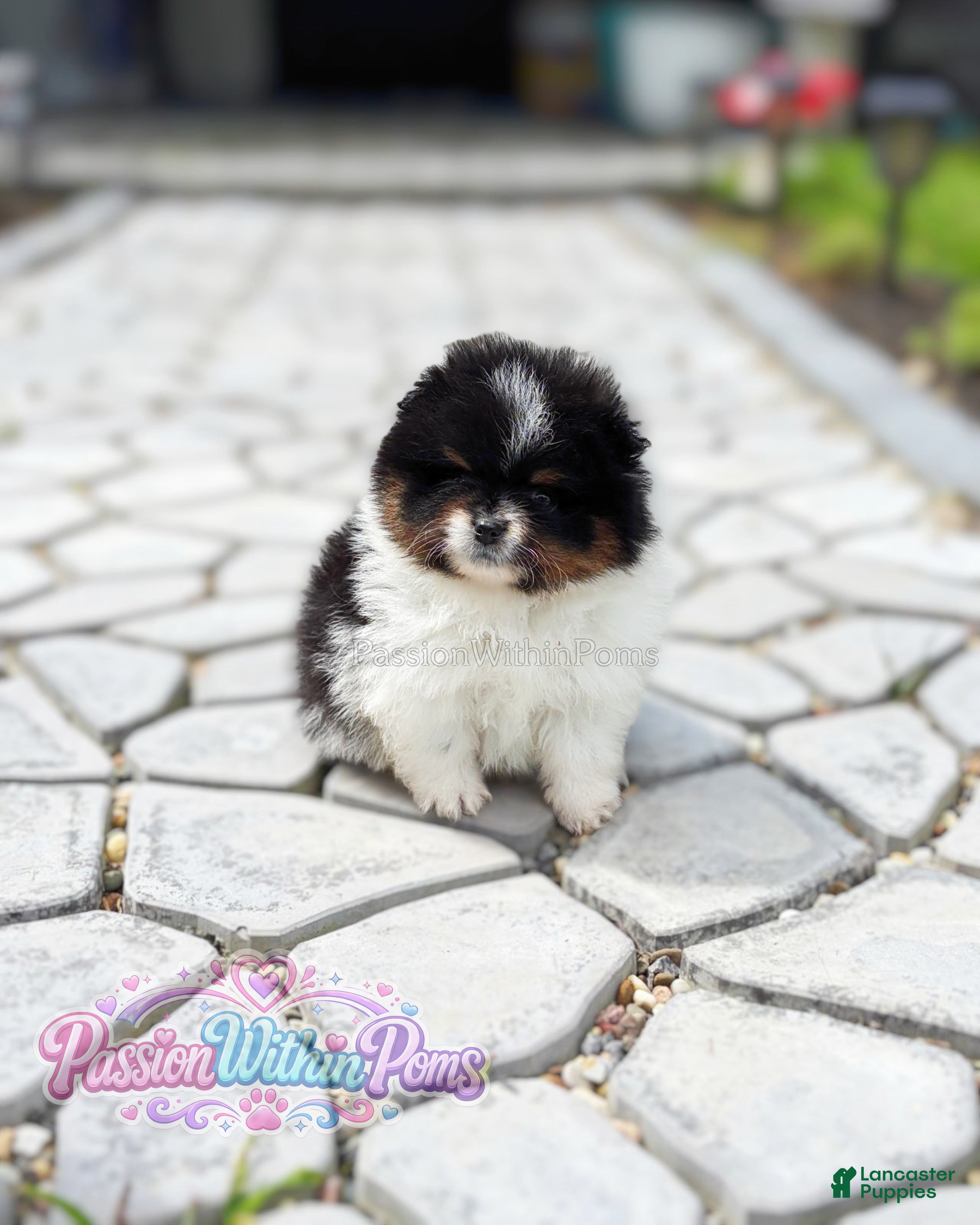 Pomeranian dogs Little Mars - Ad 17