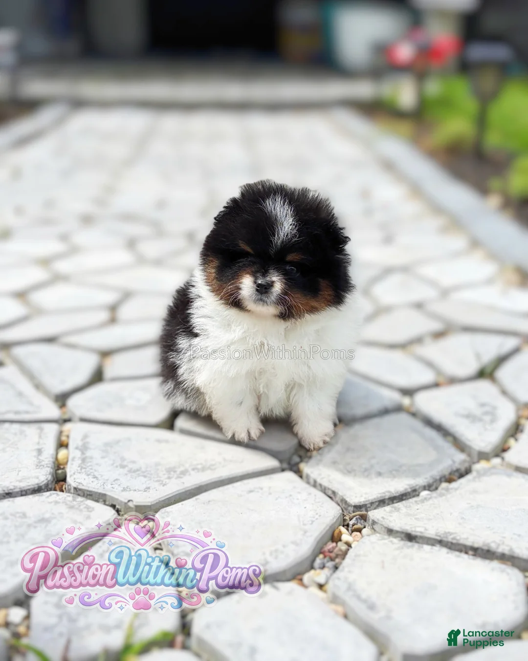 Pomeranian dogs for sale: Little Mars - Ad 1