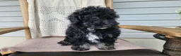 Mini Bernedoodle dogs for sale: Mia - Ad 6