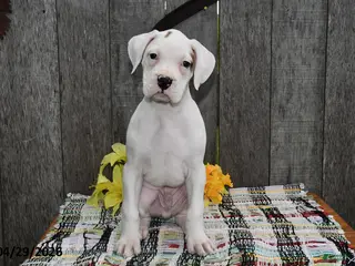 Boxer dogs for sale: Barney - Ad 4