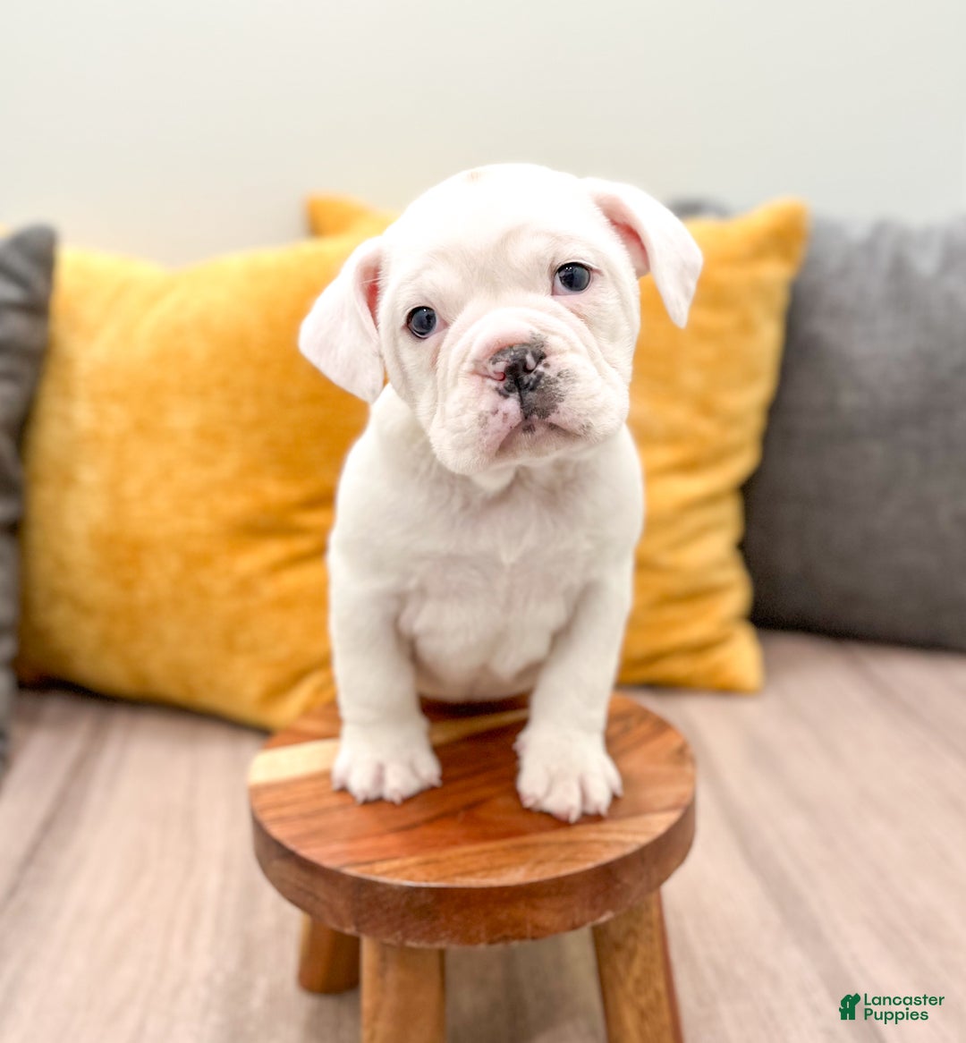 Mixed Breed dogs for sale: Rolo - Ad 2