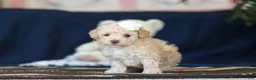 Toy Poodle dogs for sale: Betsy - Ad 4