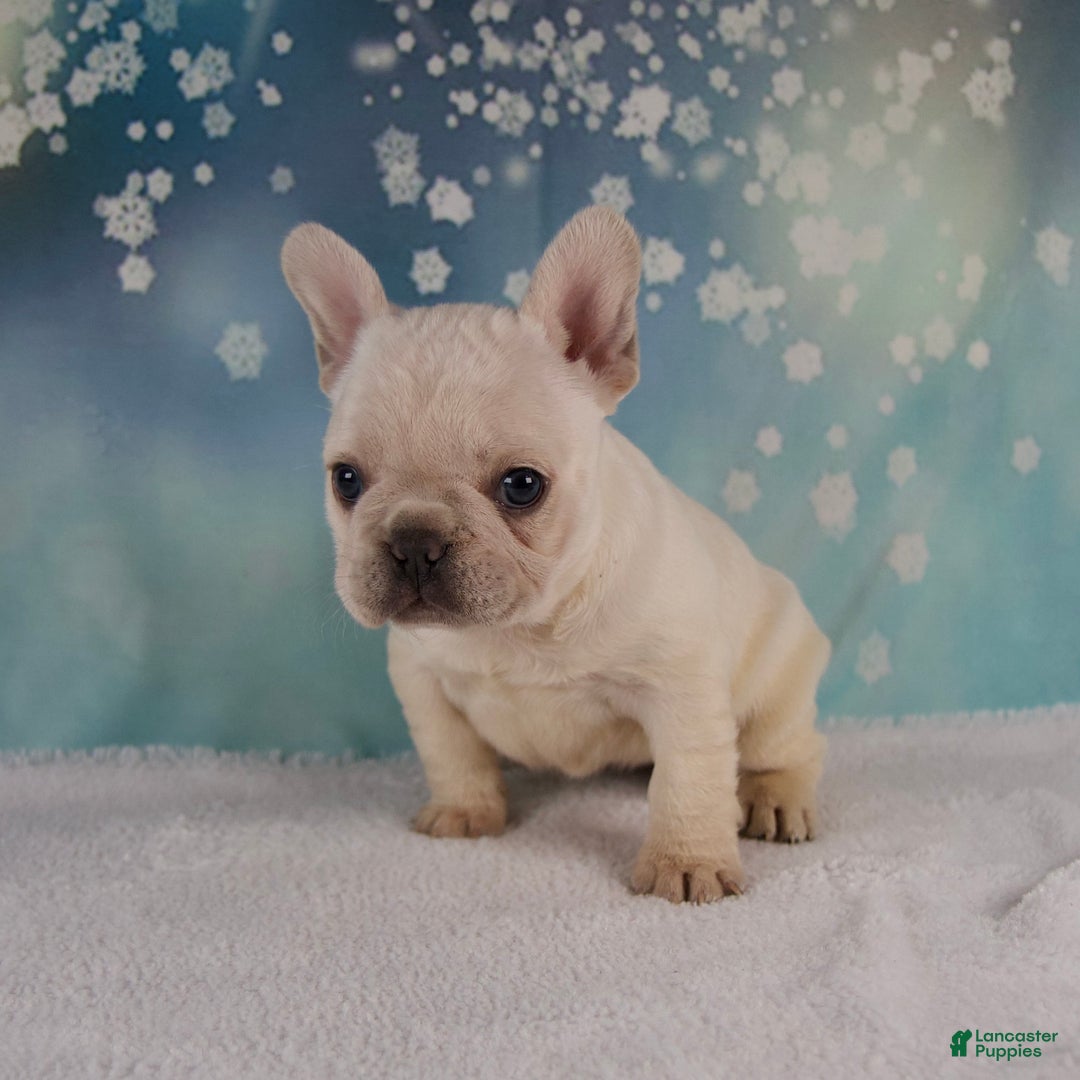 French Bulldog dogs for sale: Molly - Ad 3