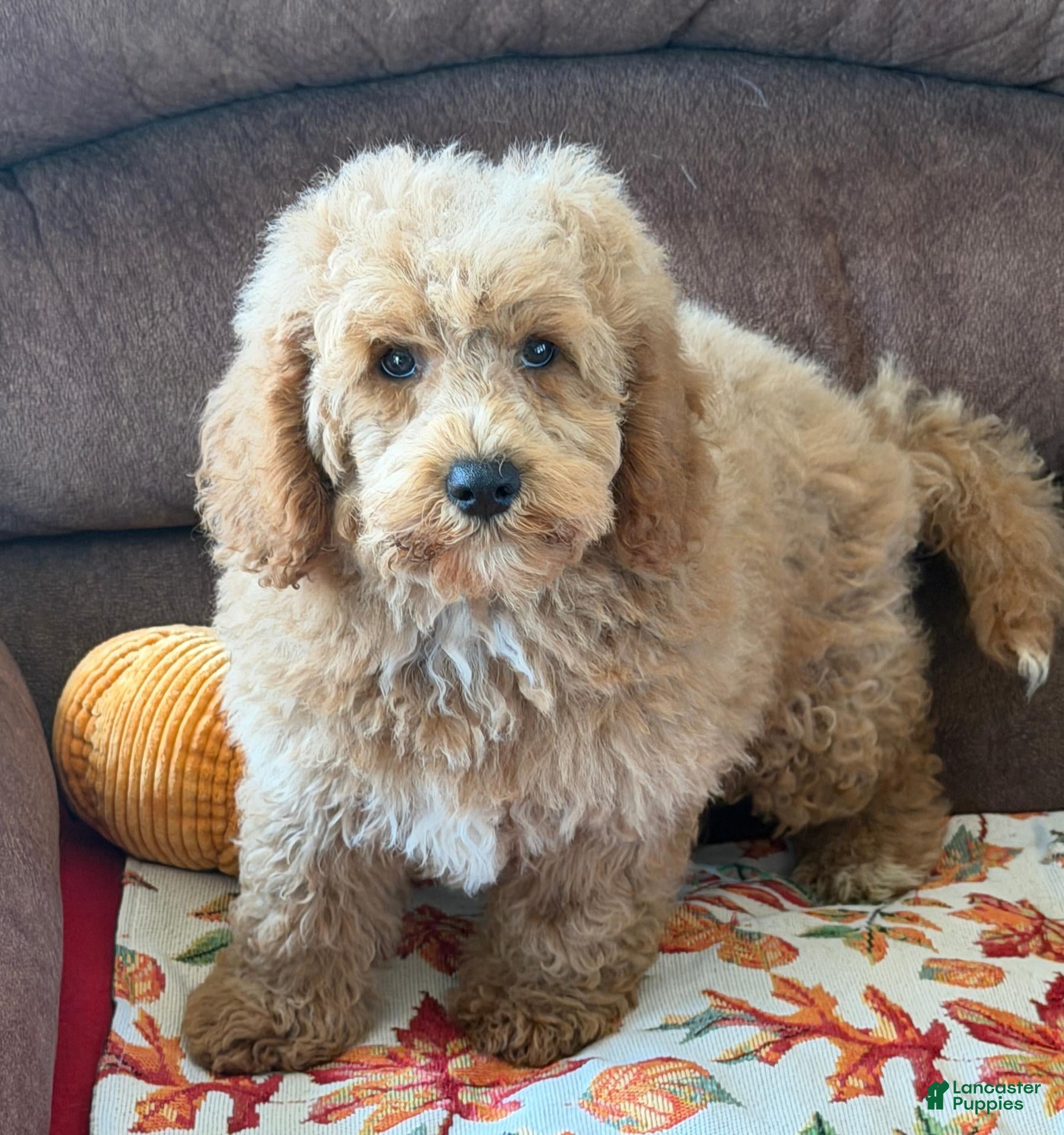 Mini Goldendoodle dogs Thompson - Ad 4