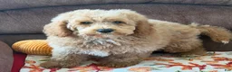 Mini Goldendoodle dogs for sale: Thompson - Ad 3