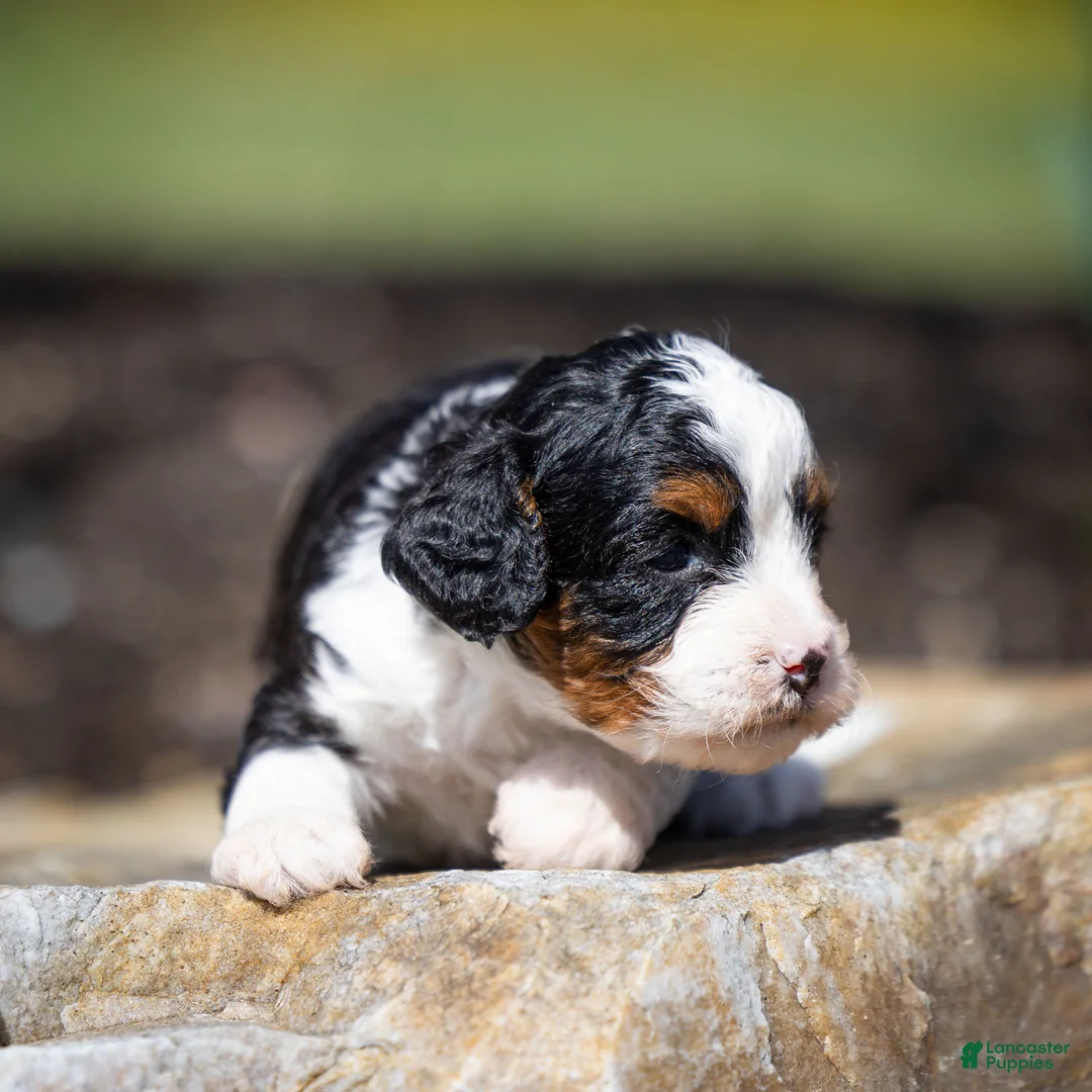 Cavapoo dogs for sale: Echo Cavapoo Puppy  - Ad 2