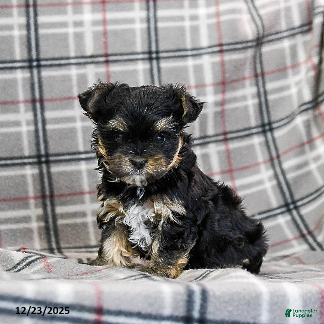 Morkie dogs for sale: Zina - Ad 5