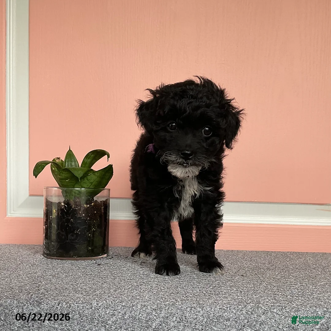 Mixed Breed dogs for sale: Lori - Ad 4