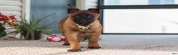 Belgian Malinois dogs for sale: Ginger - Ad 8