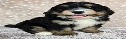 Mini Bernedoodle dogs for sale: Mini Willow - Ad 5