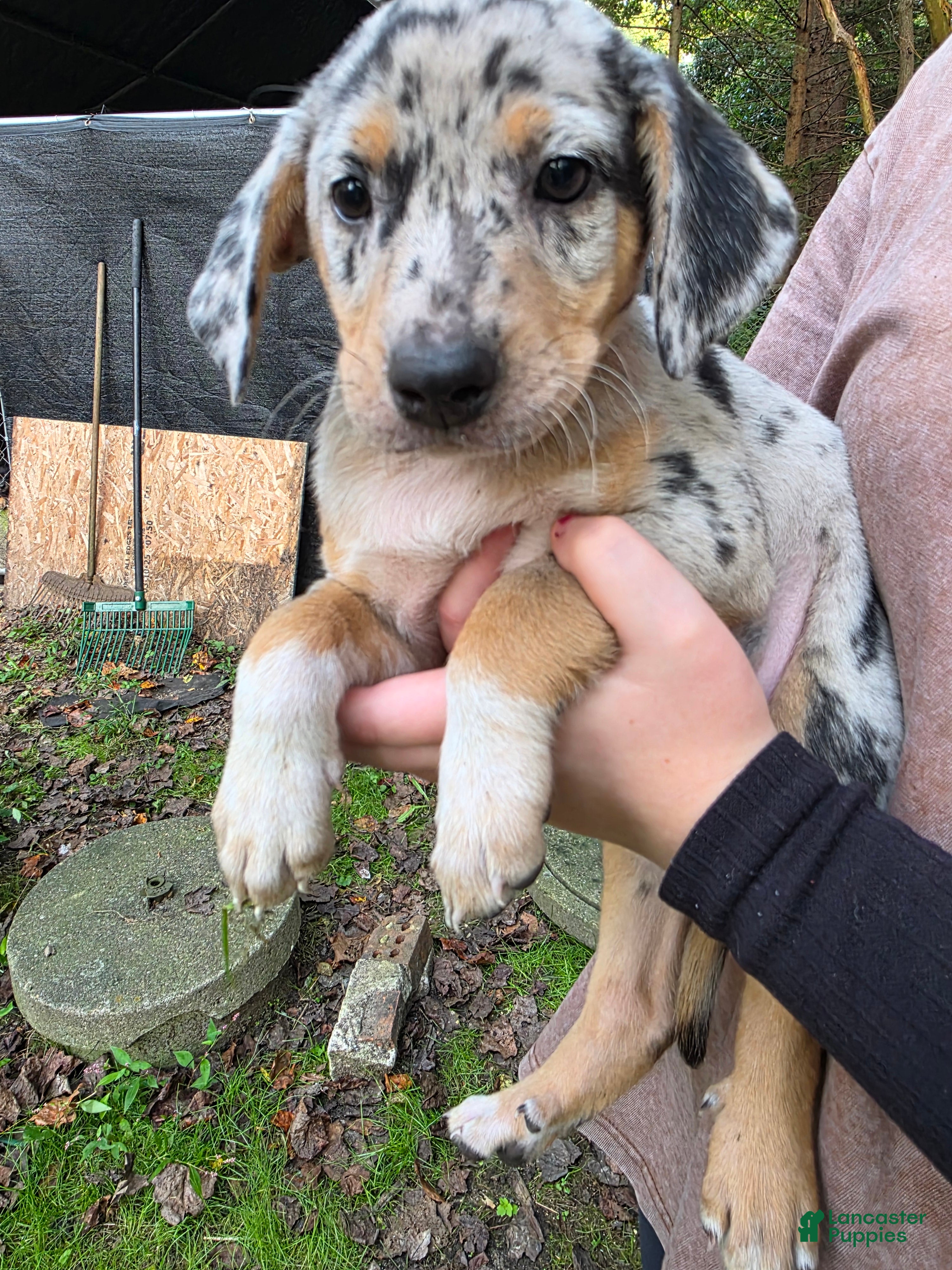 Mixed Breed dogs Mixed Breed 8 - Ad 35