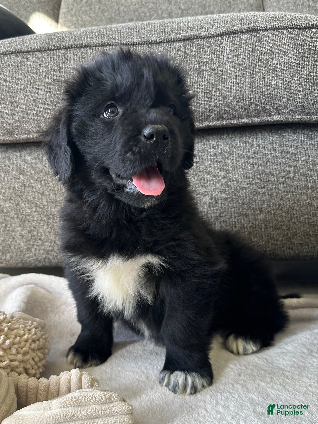 Newfoundland dogs for sale: OFA,AKC,CH, “Raine”  - Ad 2