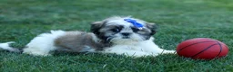 Shih Tzu dogs for sale: MILO - Ad 12