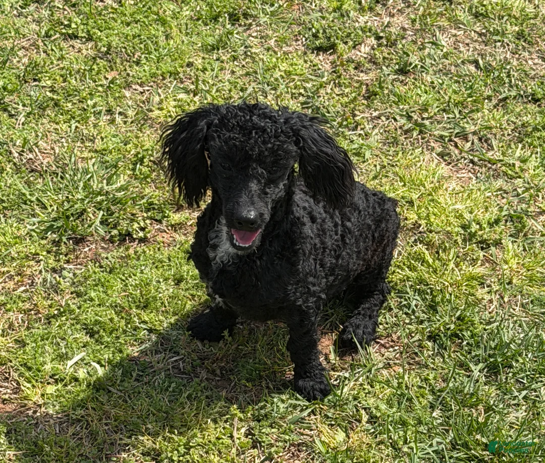 Toy Poodle dogs for sale: Prince - Ad 2
