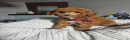 Mini Goldendoodle dogs for sale: S'More - Deep Red S’more – Petite Mini Goldendoodle – Gorgeous Coloring - Ad 8