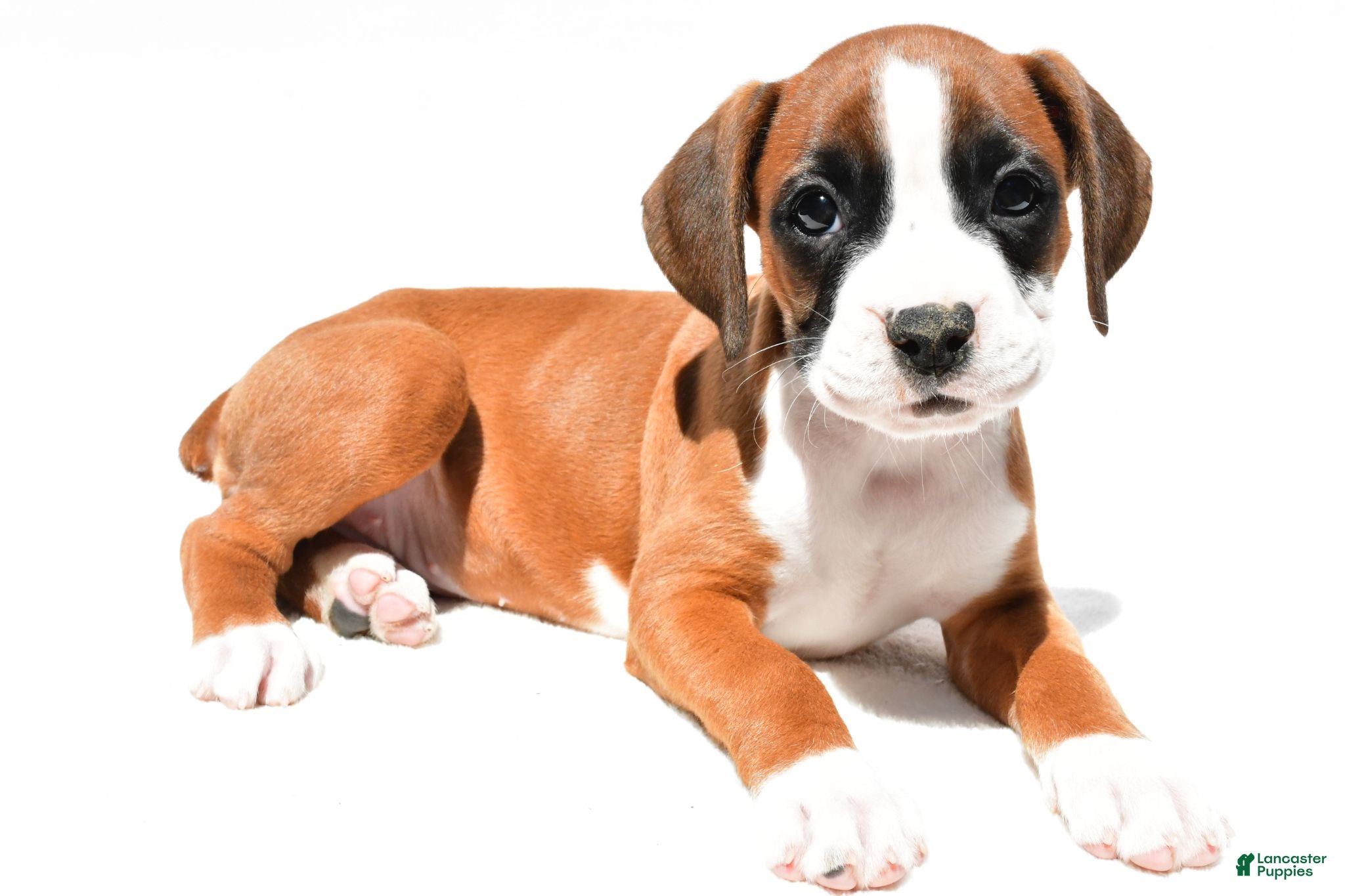 Boxer dogs Stella - Ad 1