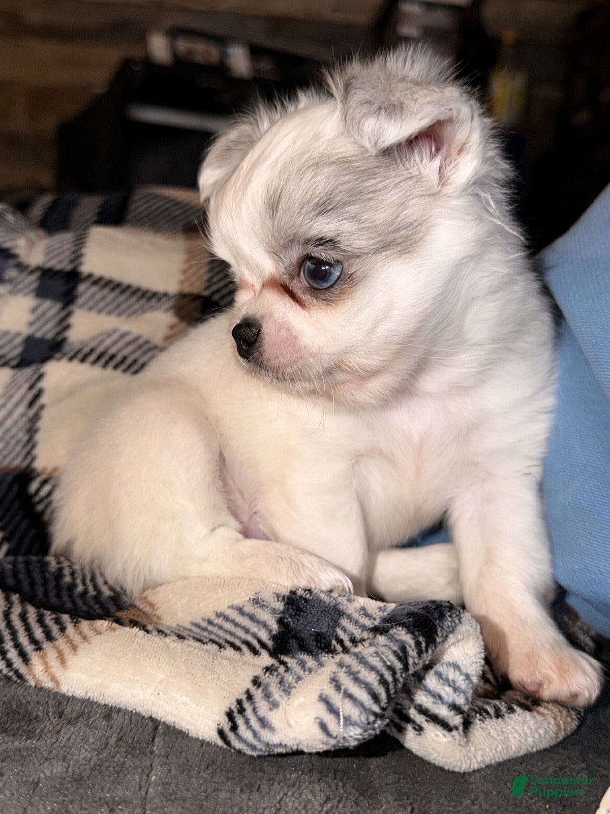 Chihuahua dogs Chihuahua 3 - Ad 1