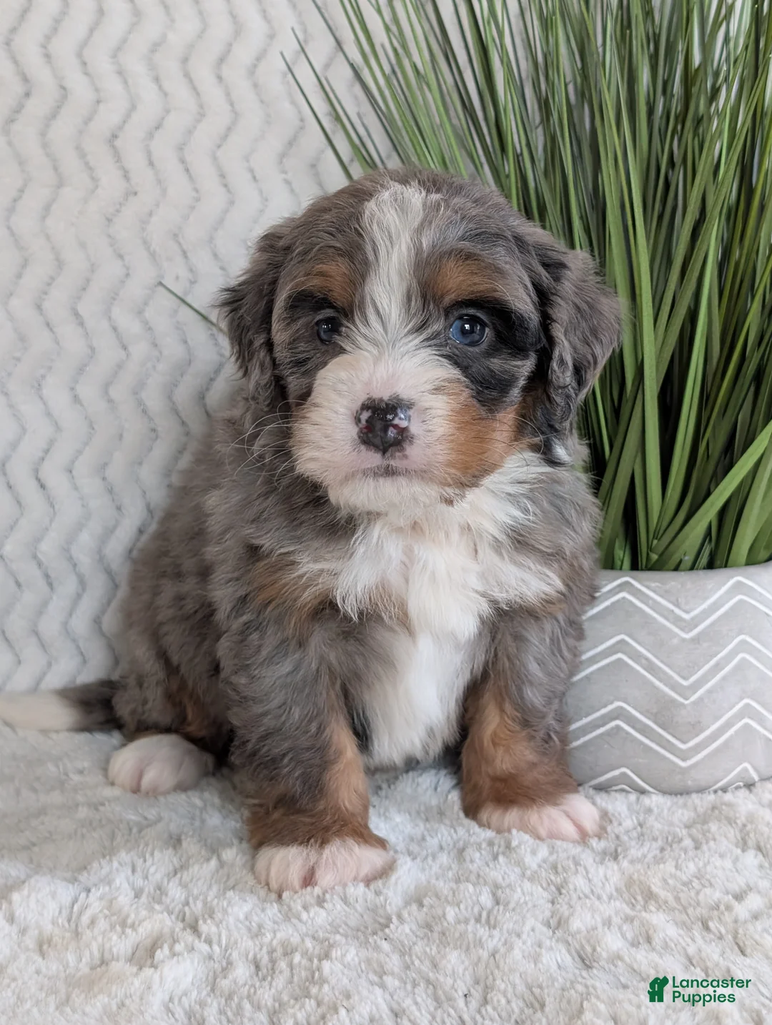 Mini Bernedoodle dogs for sale: Mini Nemo  - Ad 1