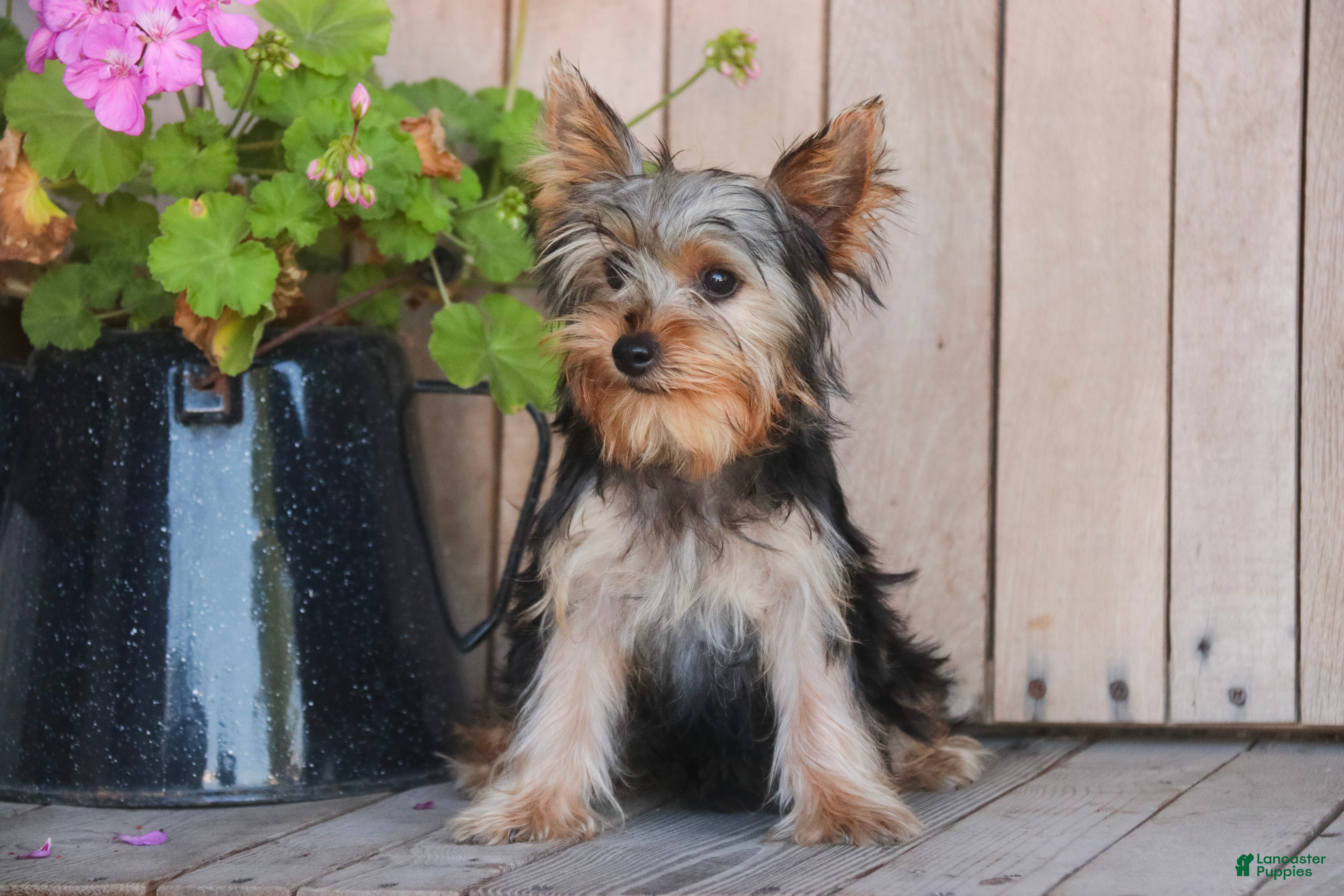 Yorkshire Terrier dogs Lucy - Ad 1