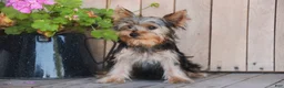 Yorkshire Terrier dogs for sale: Lucy - Ad 1