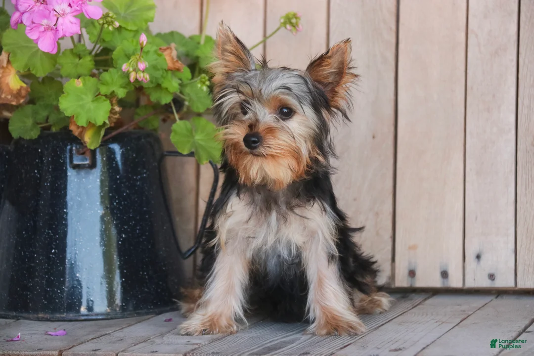 Yorkshire Terrier dogs for sale: Lucy - Ad 1