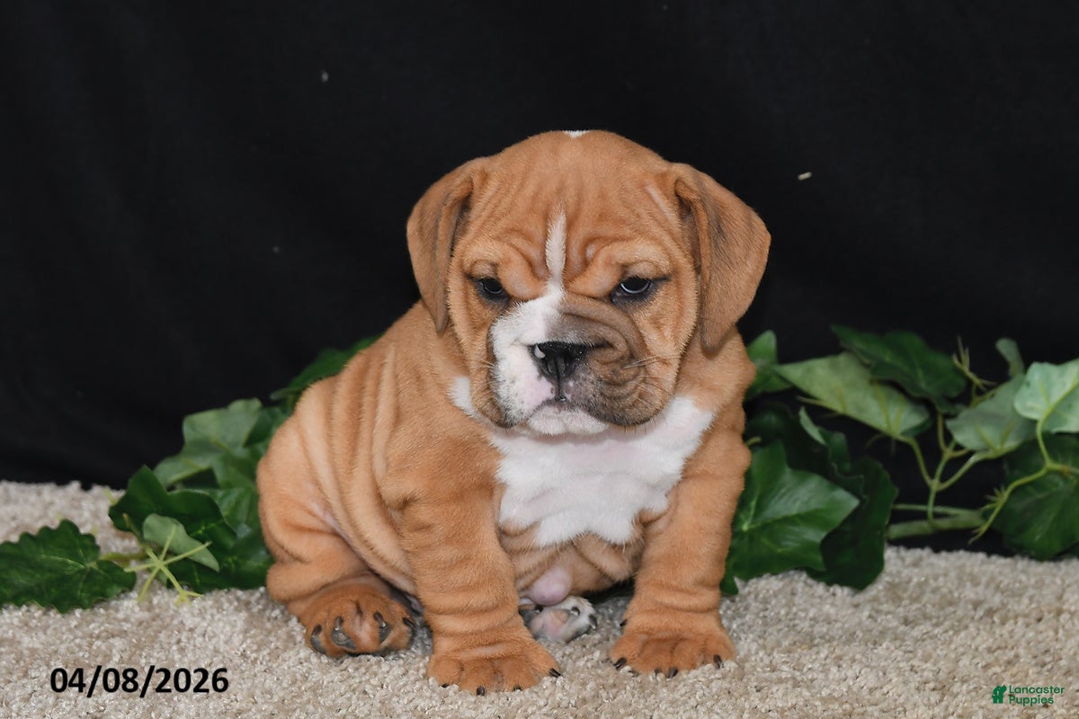 English Bulldog dogs Tyson - Ad 1