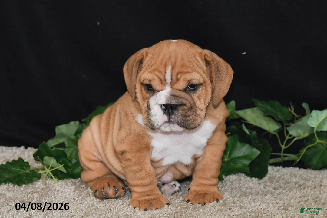 English Bulldog dogs for sale: Tyson - Ad 1