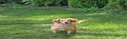 Mini Goldendoodle dogs for sale: Kaci - Ad 6