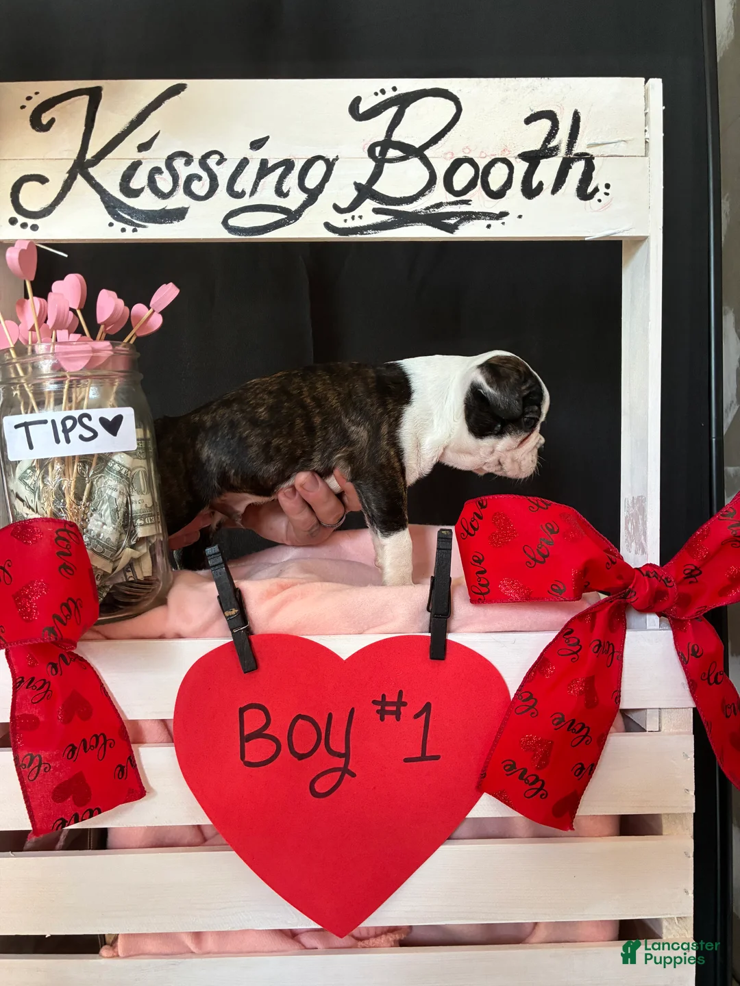 Boston Terrier dogs for sale: Boston Terrier Puppy 1 - Ad 4
