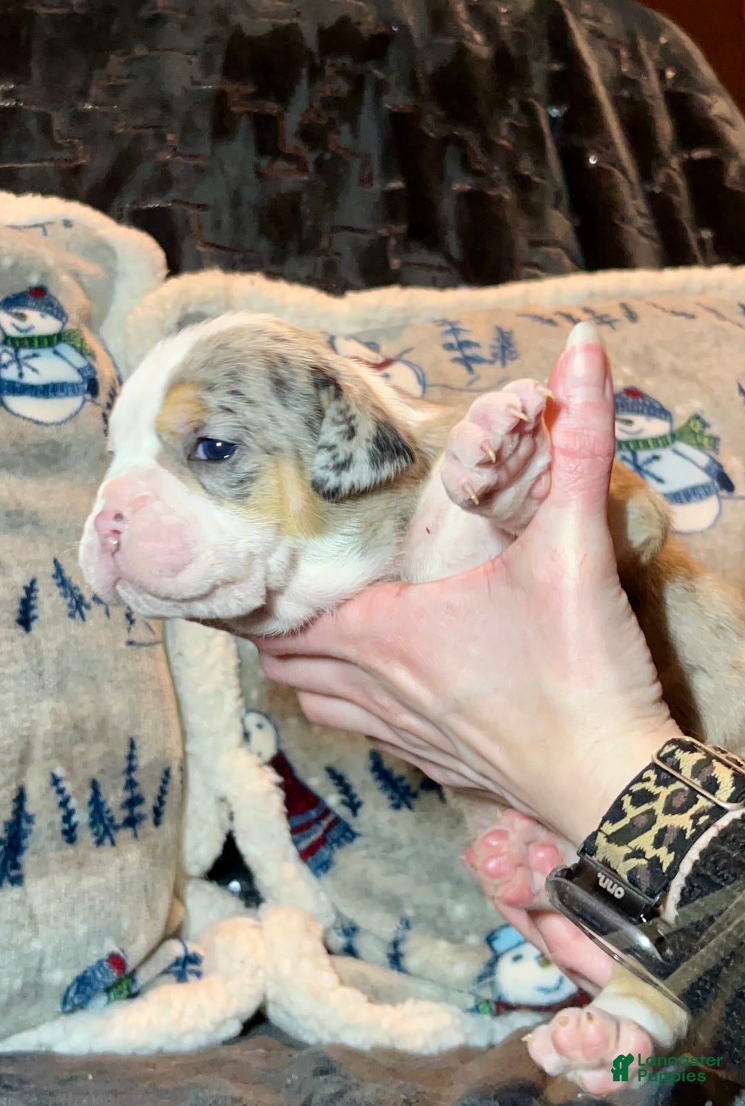 Olde English Bulldogge dogs for sale: Alexandria - Ad 16