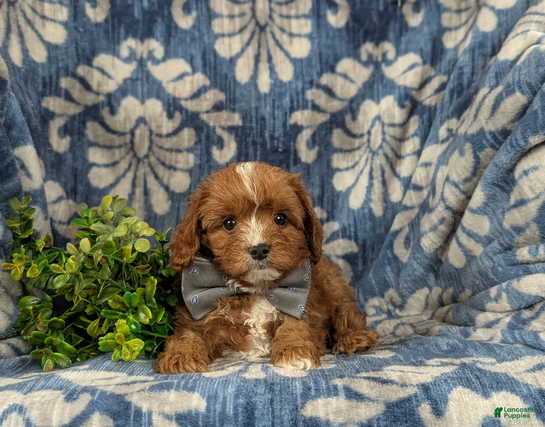 Cavapoo dogs for sale: Emerson - Ad 4