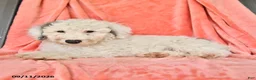 Bichpoo dogs for sale: Stanley - Ad 4